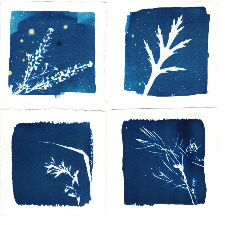 Cyanotypes with Sue Gordon | Saturday 7 November 2026 | 9:00 AM - 11:30 AM