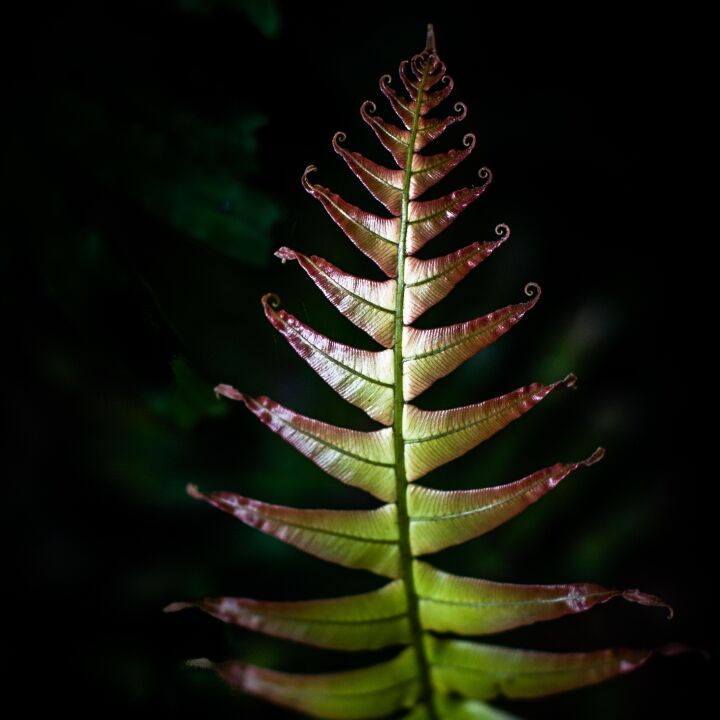 Introduction to Photography with Sue Gordon | Sun 1 November 2026 | 12:00 PM - 3:00 PM