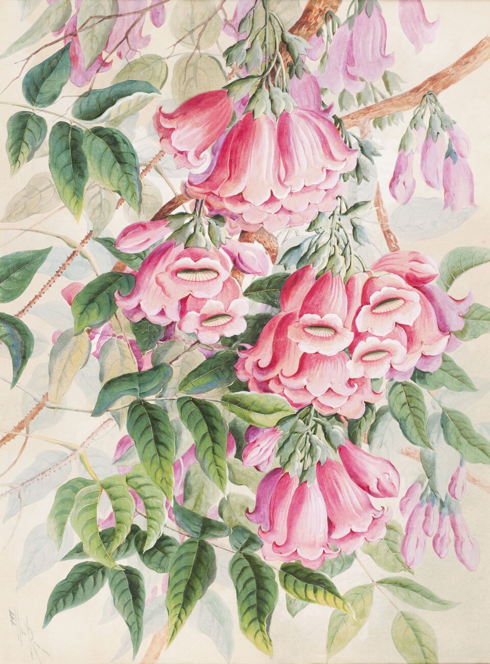 Ellis Rowan Floral Studies